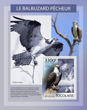 BALBUZARD PECHEUR – Image 1