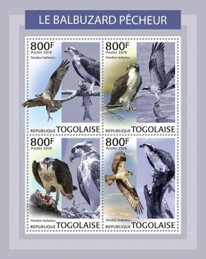 BALBUZARD PECHEUR - Image 1
