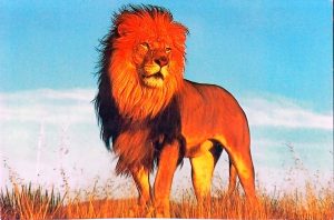 CARTE POSTALE LION – Image 1