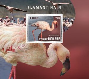 FLAMANT NAIN – Image 1