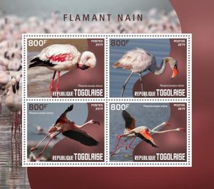 FLAMANT NAIN – Image 1