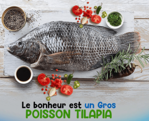 Tilapia Madja Moyen et? Gros (le Kilo) – Image 1