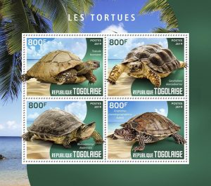 LES TORTUES - Image 1