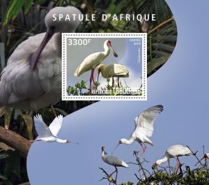SPATULE D'AFRIQUE – Image 1