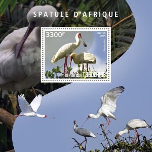 SPATULE D'AFRIQUE