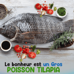 Tilapia Madja Moyen et? Gros (le Kilo)
