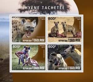 HYENE TACHETEE – Image 1