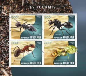 LES FOURMIS – Image 1