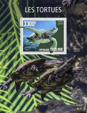 LES TORTUES – Image 1
