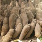 Igname calebasse de 100 unités